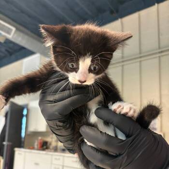 Domestic Short Hair Cats Available for Adoption in Huntington, West Virginia - Harris | PetCurious