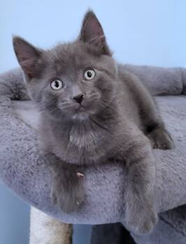 Columbo -  Domestic Short Hair Cat for Adoption in Sidney, British Columbia - Columbo | PetCurious