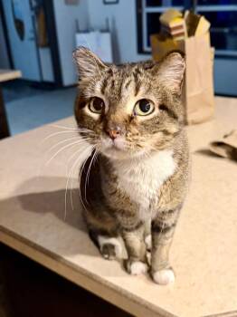 Domestic Short Hair Cats Available for Adoption in Cloquet, Minnesota - Mini Meatball Rigatoni | PetCurious