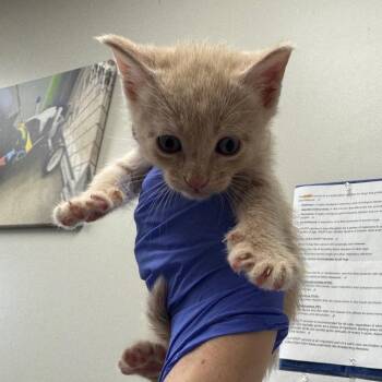 Grillo -  Domestic Short Hair Cat for Adoption in Columbiana, Alabama - Grillo | PetCurious