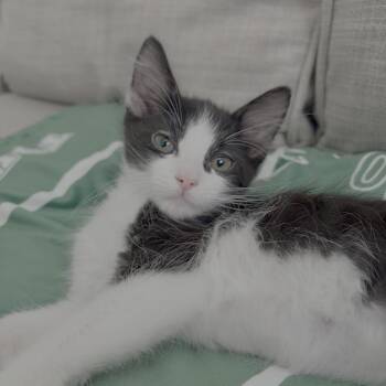 Domestic Short Hair Cats Available for Adoption - Tarzan | PetCurious