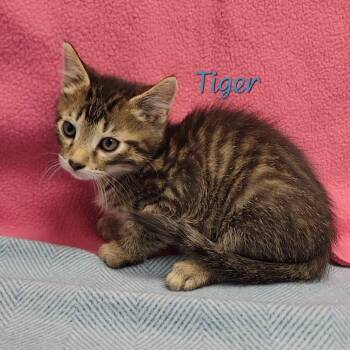 Domestic Short Hair Cats Available for Adoption in Parkersburg, West Virginia - Tiger | PetCurious