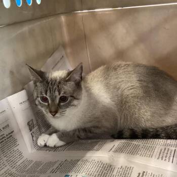 Tucson -  Domestic Short Hair Cat for Adoption in Montgomery, Alabama - Tucson | PetCurious