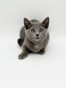 Banker -  Russian Blue and Domestic Short Hair Cat for Adoption in Bowling Green, Kentucky - Banker | PetCurious