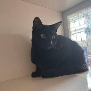 Hannah Banana -  Domestic Short Hair Cat for Adoption in Salisbury, Massachusetts - Hannah Banana | PetCurious