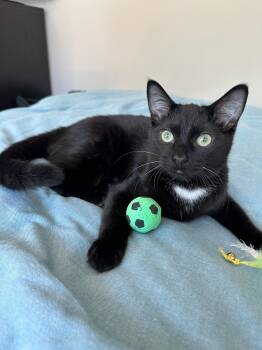 Rescue Domestic Short Hair Cats for Adoption in Chicago, Illinois - Bhodi (& Binks) | PetCurious