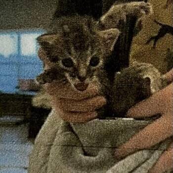 Croft -  Domestic Short Hair Cat Available for Adoption in Brevard, North Carolina - Croft | PetCurious