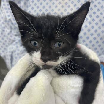 Crowley -  Domestic Short Hair Cat for Adoption in West Palm Beach, Florida - Crowley | PetCurious