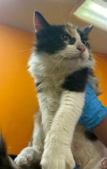 Rescue Domestic Short Hair Cats for Adoption in Sugar Land, Texas - MABEL | PetCurious