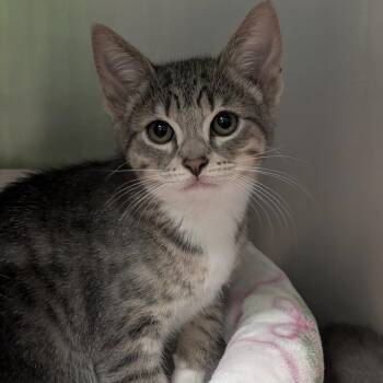 Domestic Short Hair Cats Available for Adoption in Titusville, Florida - Chappurrll Roan | PetCurious