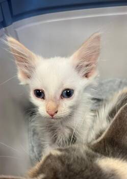 SPARKY -  Domestic Long Hair Cat for Adoption in Thousand Palms, California - SPARKY | PetCurious