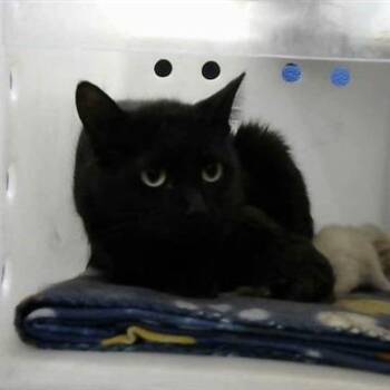 Domestic Short Hair Cats Available for Adoption in Kanab, Utah - Dunn | PetCurious