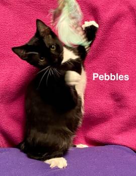 Rescue Domestic Short Hair Cats for Adoption in Ellijay, Georgia - Pebbles | PetCurious