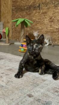 Snickers -  Domestic Short Hair Cat for Adoption in Byrdstown, Tennessee - Snickers | PetCurious
