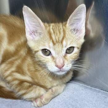 Ice pop -  Domestic Short Hair Cat for Adoption in Palm Springs, California - Ice Pop | PetCurious