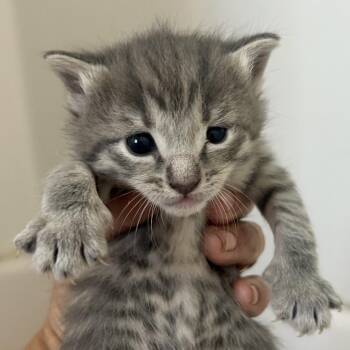 Flossie -  Domestic Short Hair Cat Available for Adoption in Valdosta, Georgia - Flossie | PetCurious