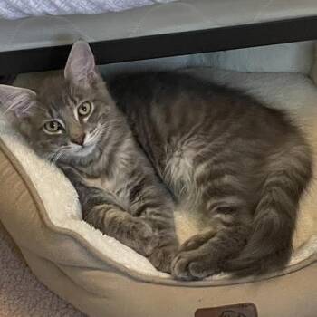 Bubbles -  Domestic Medium Hair Cat for Adoption in Walden, New York - Bubbles | PetCurious