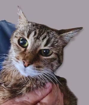 Tabby Cats Available for Adoption in Laguna Woods, California - Bella | PetCurious