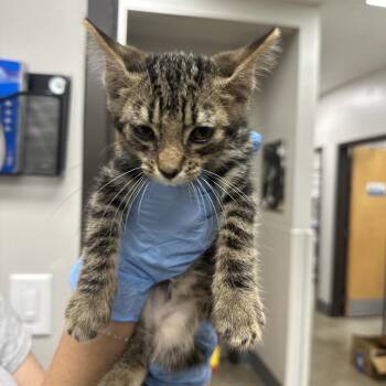 Goss -  Domestic Short Hair Cat for Adoption in Columbiana, Alabama - Goss | PetCurious