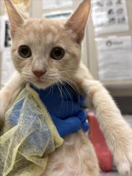MAPLE -  Domestic Short Hair Cat for Adoption in Las Vegas, Nevada - MAPLE | PetCurious