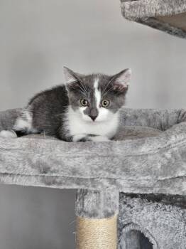 Excalibur -  Domestic Short Hair Cat for Adoption in Glenwood City, Wisconsin - Excalibur | PetCurious