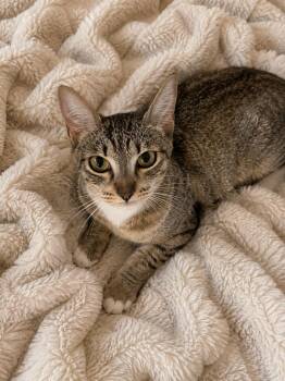Georgia -  Domestic Short Hair Cat for Adoption in Belchertown, Massachusetts - Georgia | PetCurious