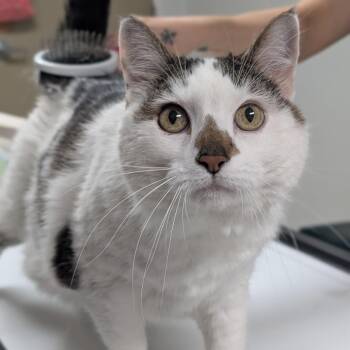 Bunny -  Domestic Short Hair Cat for Adoption in Peoria, Illinois - Bunny | PetCurious