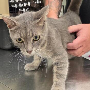 American Shorthair Cats Available for Adoption - Tide | PetCurious