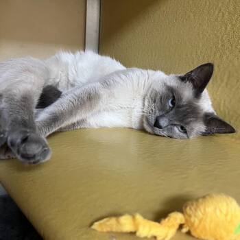 Cubby -  Domestic Short Hair Cat Available for Adoption in Las Vegas, Nevada - Cubby | PetCurious