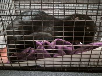 CREEKMOOR -  Domestic Short Hair Cat for Adoption in San Antonio, Texas - CREEKMOOR | PetCurious