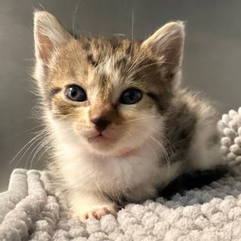 Domestic Short Hair Cats Available for Adoption in West Palm Beach, Florida - Apple | PetCurious