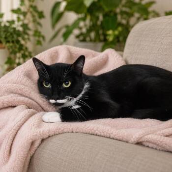 Miss Stache  6798 -  Domestic Short Hair Cat for Adoption in Dallas, Texas - Miss Stache  6798 | PetCurious