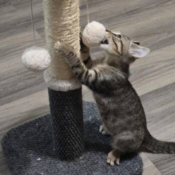 Theodore -  Domestic Short Hair Cat for Adoption in Liverpool, Texas - Theodore | PetCurious