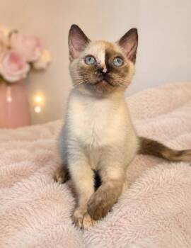 Raspberry -  Siamese Cat for Adoption in Chicago, Illinois - Raspberry | PetCurious