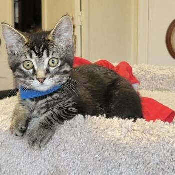 Reebok -  Domestic Short Hair Cat for Adoption in Jurupa Valley, California - Reebok | PetCurious