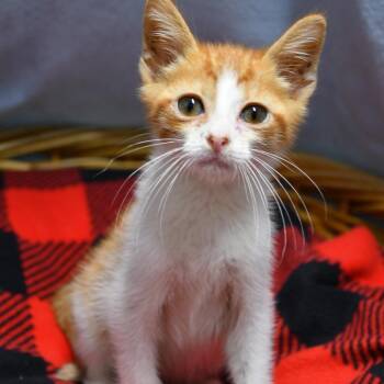 Chip -  Domestic Short Hair Cat for Adoption in Beaumont, Texas - Chip | PetCurious