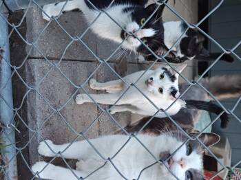 Rescue Domestic Short Hair Cats for Adoption in Salisbury, Maryland - Lilly | PetCurious