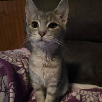 Pearl -  Domestic Short Hair Cat for Adoption in Harrisonburg, Virginia - Pearl | PetCurious