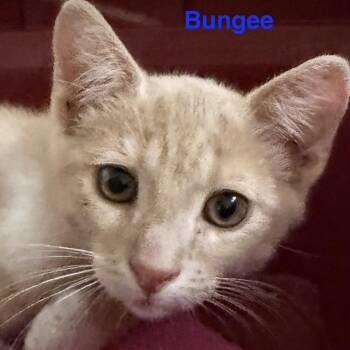 Bungee -  Domestic Short Hair Cat for Adoption in Lakewood, Colorado - Bungee | PetCurious