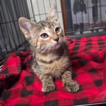 Duchess -  Domestic Short Hair Cat for Adoption in Philadelphia, Pennsylvania - Duchess | PetCurious