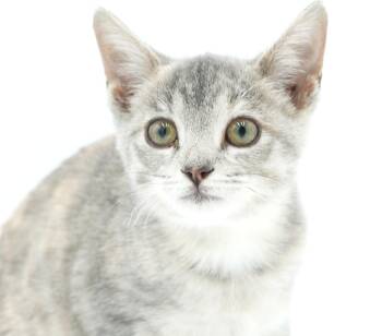 Sadie is just bubbling with excitement to meet you - BONDED WITH -  Dilute Tortoiseshell and British Shorthair Cat for Adoption in Bedford Hills, New York - Sadie Is Just Bubbling With Excitement To Meet You - BONDED WITH | PetCurious