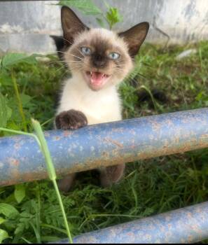 Mable -  Siamese Cat for Adoption in Versailles, Kentucky - Mable | PetCurious