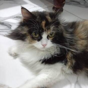 Mazie -  Maine Coon Cat for Adoption in Brampton, Ontario - Mazie | PetCurious