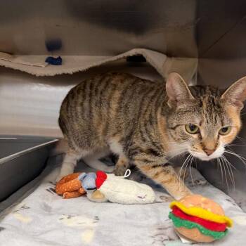 Domestic Short Hair Cats Available for Adoption in Buffalo, New York - Maryanne | PetCurious