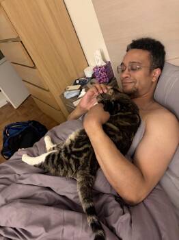 Soup -  Domestic Short Hair Cat Available for Adoption in New York, New York - Soup | PetCurious