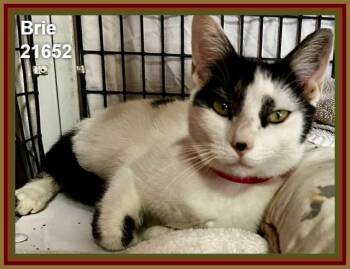 BRIE (see also kittens) -  Domestic Short Hair Cat for Adoption in Marietta, Georgia - BRIE (see Also Kittens) | PetCurious