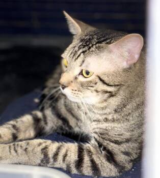 Tigger -  American Shorthair Cat for Adoption in Allen, Texas - Tigger | PetCurious