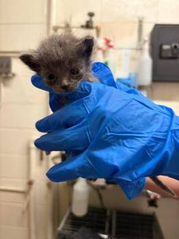 Glowplug -  Domestic Short Hair Cat for Adoption in Fruit Heights, Utah - Glowplug | PetCurious