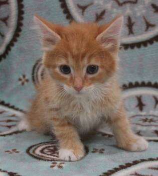 Domestic Long Hair Cats Available for Adoption in Vacaville, California - Daytona | PetCurious