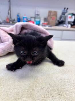 Jalapeno -  Domestic Short Hair Cat for Adoption in Brookings, Oregon - Jalapeno | PetCurious
